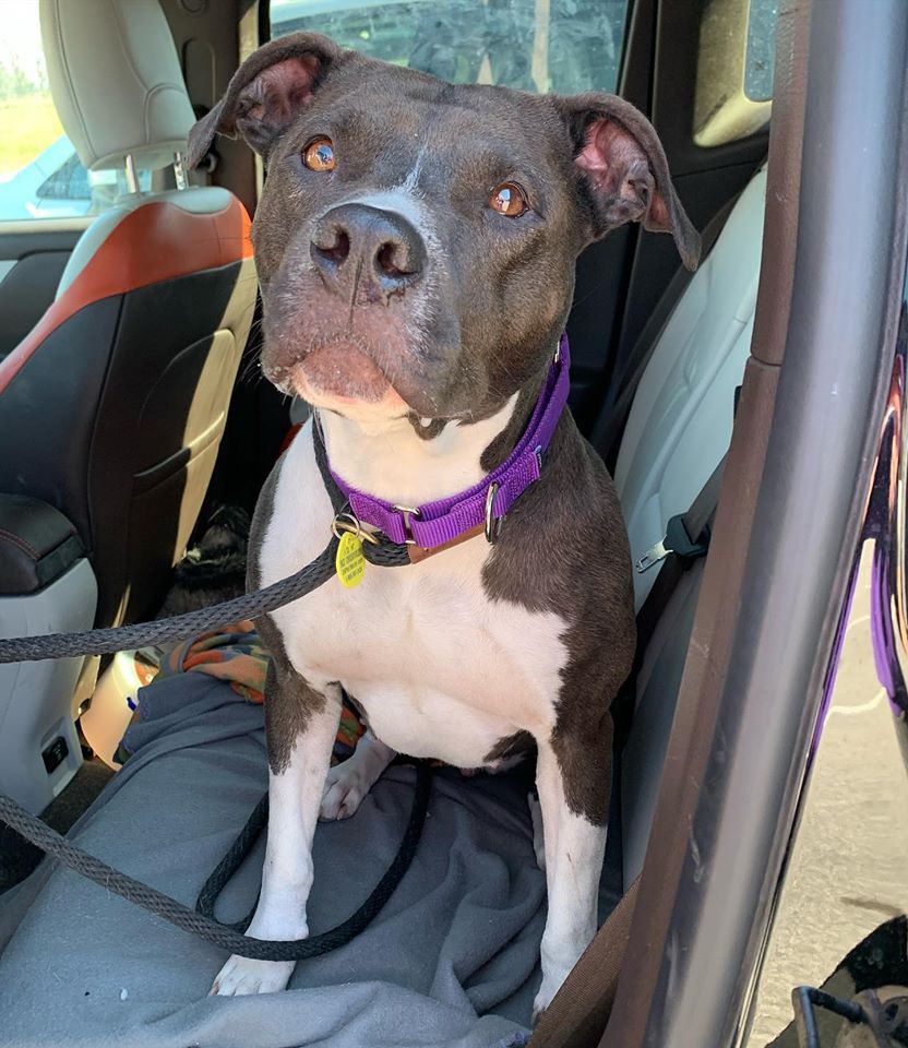 Mercy S Door Pet Rescue Ohio Home